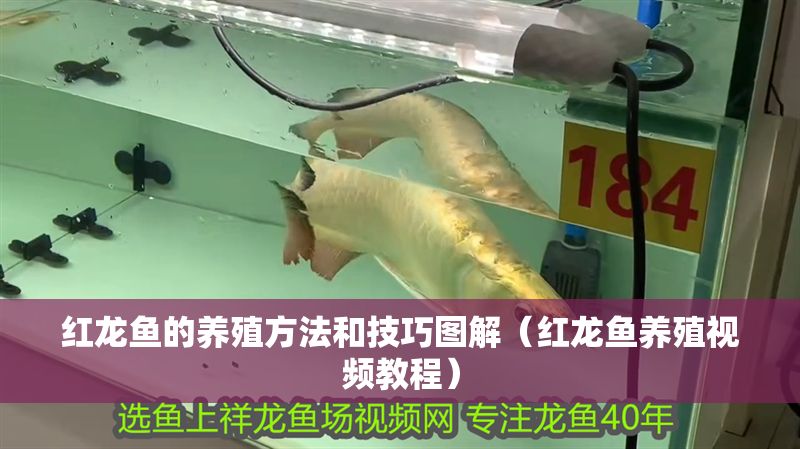 紅龍魚的養殖方法和技巧圖解（紅龍魚養殖視頻教程）