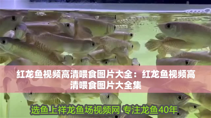 紅龍魚視頻高清喂食圖片大全：紅龍魚視頻高清喂食圖片大全集