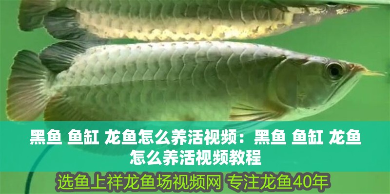 黑魚 魚缸 龍魚怎么養活視頻：黑魚 魚缸 龍魚怎么養活視頻教程