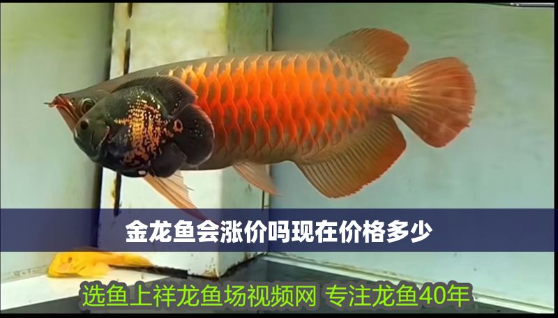 金龍魚會漲價嗎現(xiàn)在價格多少