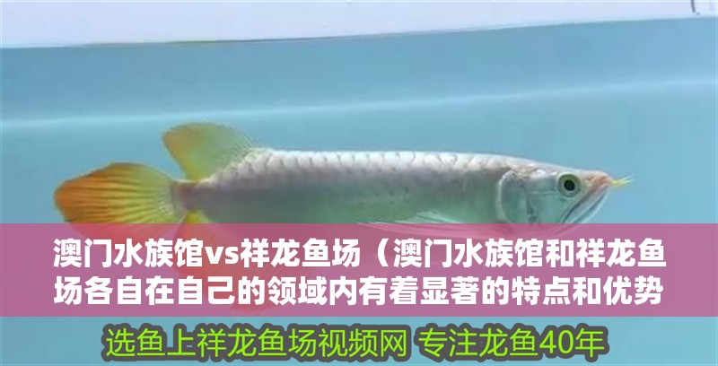 澳門水族館vs祥龍魚場（澳門水族館和祥龍魚場各自在自己的領(lǐng)域內(nèi)有著顯著的特點和優(yōu)勢）