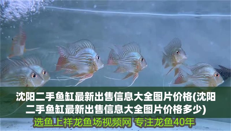 沈陽二手魚缸最新出售信息大全圖片價格(沈陽二手魚缸最新出售信息大全圖片價格多少)