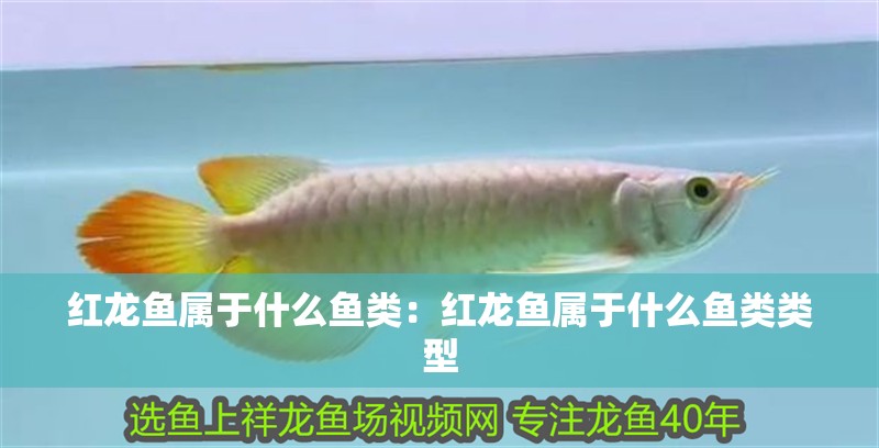 紅龍魚屬于什么魚類：紅龍魚屬于什么魚類類型