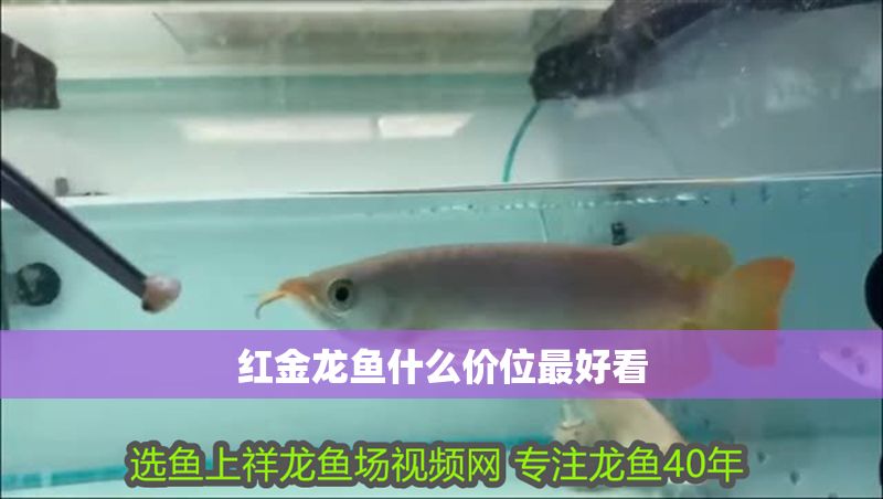 紅金龍魚什么價位最好看