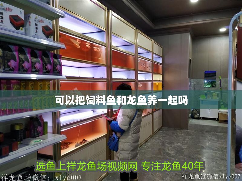 可以把飼料魚和龍魚養(yǎng)一起嗎