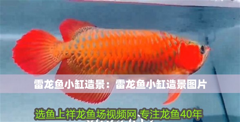 雷龍魚小缸造景：雷龍魚小缸造景圖片