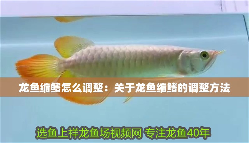 龍魚縮鰭怎么調(diào)整：關(guān)于龍魚縮鰭的調(diào)整方法