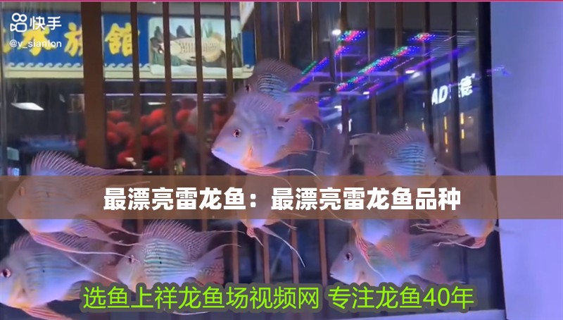 最漂亮雷龍魚：最漂亮雷龍魚品種