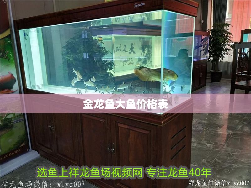 金龍魚大魚價格表