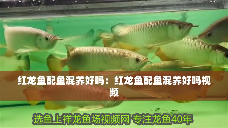 紅龍魚配魚混養好嗎：紅龍魚配魚混養好嗎視頻