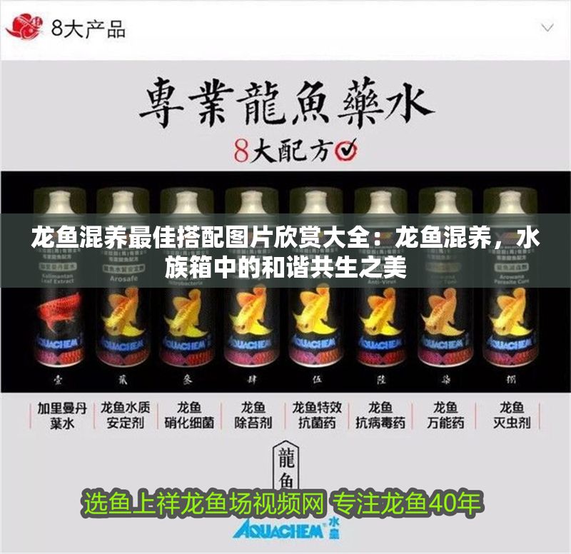 龍魚混養最佳搭配圖片欣賞大全：龍魚混養，水族箱中的和諧共生之美
