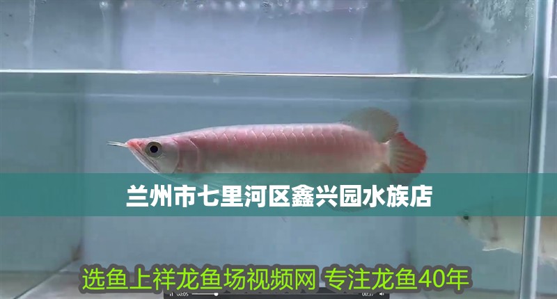 蘭州市七里河區鑫興園水族店