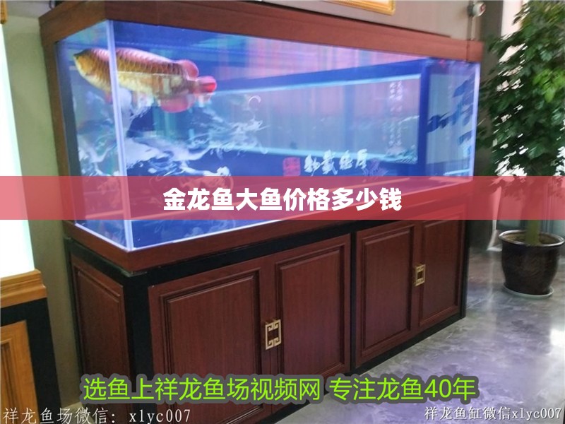 金龍魚(yú)大魚(yú)價(jià)格多少錢(qián)
