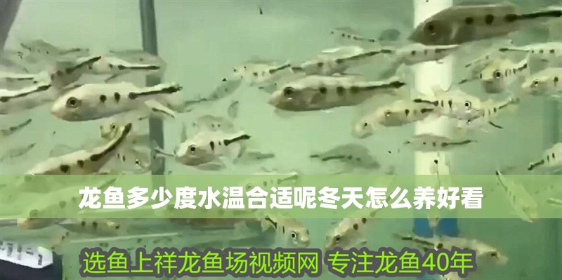 龍魚多少度水溫合適呢冬天怎么養(yǎng)好看