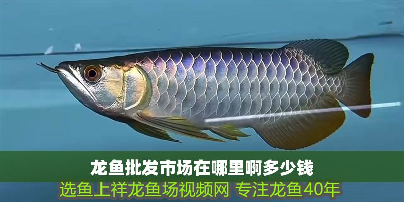 龍魚批發市場在哪里啊多少錢