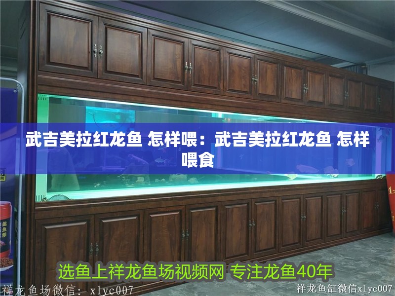 武吉美拉紅龍魚 怎樣喂：武吉美拉紅龍魚 怎樣喂食