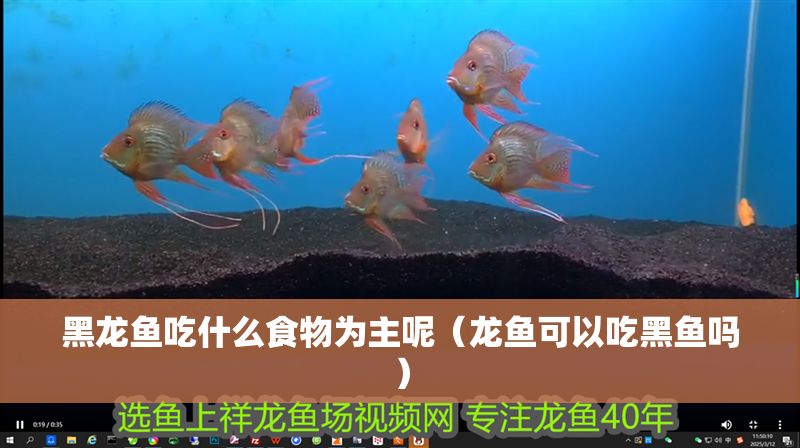 黑龍魚吃什么食物為主呢（龍魚可以吃黑魚嗎）