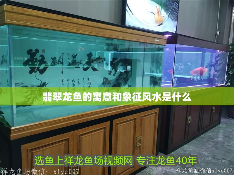 翡翠龍魚的寓意和象征風水是什么 翡翠龍魚的寓意和象征風水是什么 龍魚百科 第1張