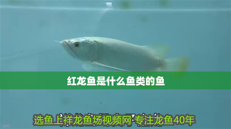 紅龍魚是什么魚類的魚