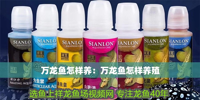 萬龍魚怎樣養：萬龍魚怎樣養殖