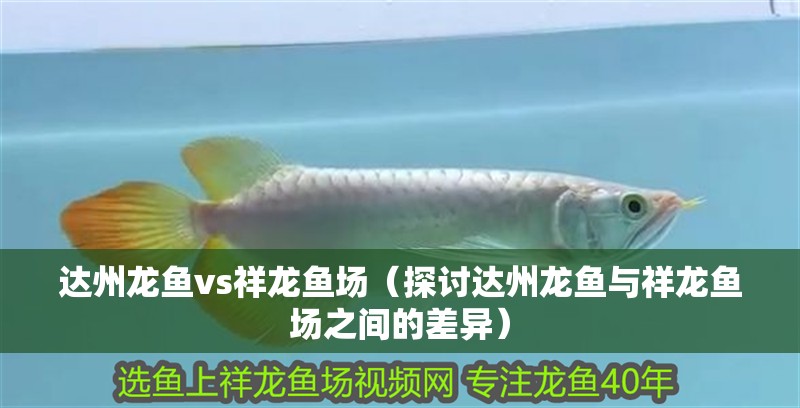 達州龍魚vs祥龍魚場（探討達州龍魚與祥龍魚場之間的差異）