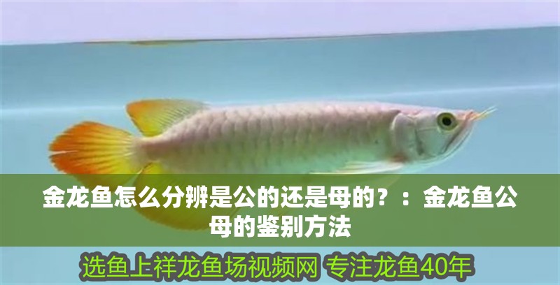 金龍魚怎么分辨是公的還是母的？：金龍魚公母的鑒別方法