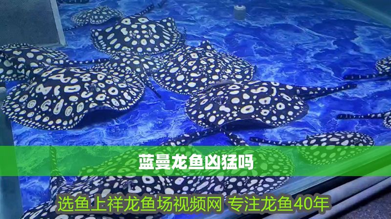 藍(lán)曼龍魚兇猛嗎