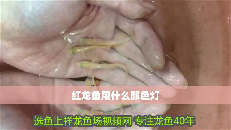 紅龍魚用什么顏色燈