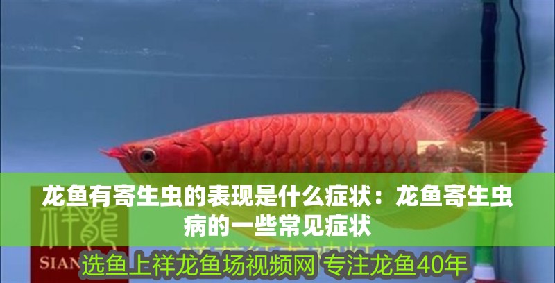 龍魚有寄生蟲的表現是什么癥狀：龍魚寄生蟲病的一些常見癥狀