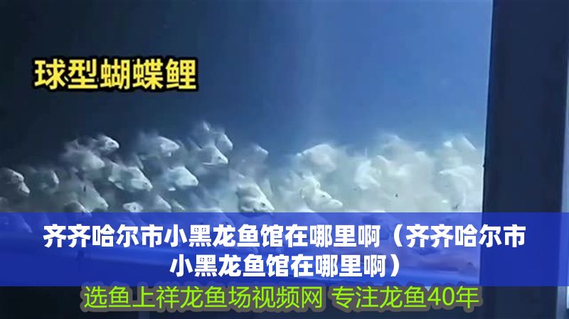 齊齊哈爾市小黑龍魚館在哪里啊（齊齊哈爾市小黑龍魚館在哪里啊）