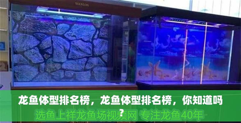 龍魚體型排名榜，龍魚體型排名榜，你知道嗎？