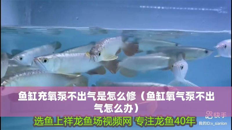 魚缸充氧泵不出氣是怎么修（魚缸氧氣泵不出氣怎么辦）