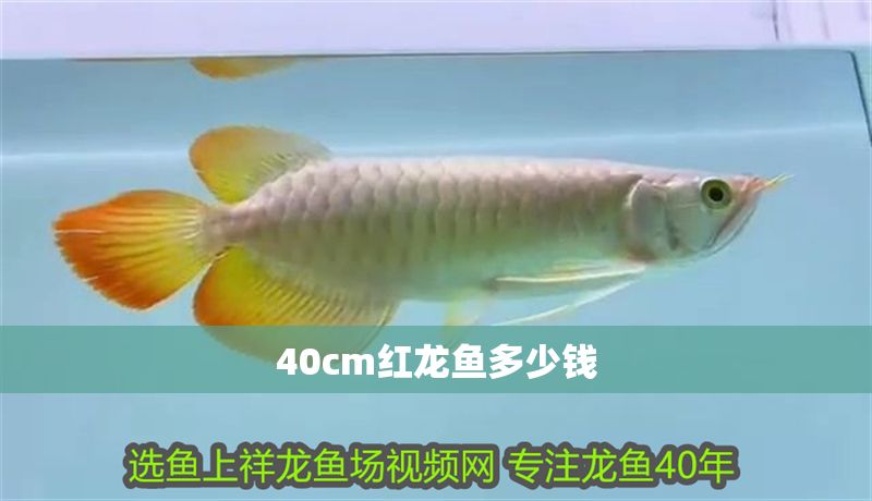 40cm紅龍魚(yú)多少錢