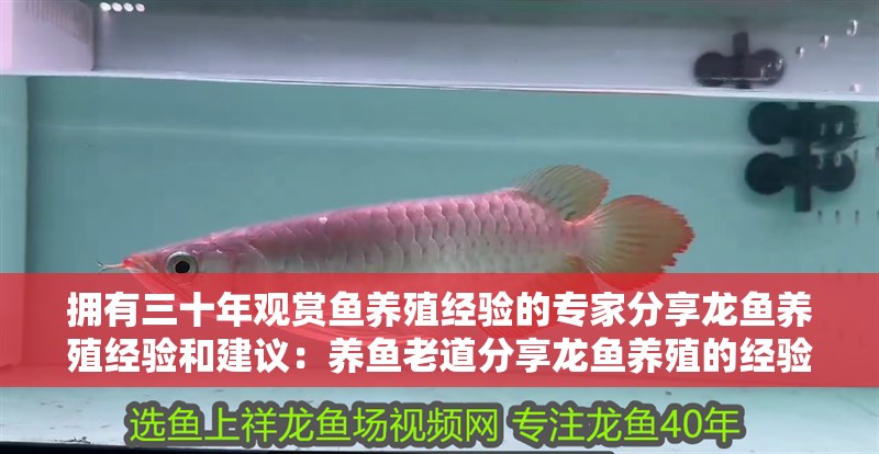 擁有三十年觀賞魚養殖經驗的專家分享龍魚養殖經驗和建議：養魚老道分享龍魚養殖的經驗和建議