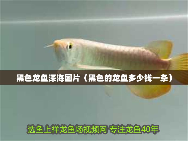 黑色龍魚(yú)深海圖片（黑色的龍魚(yú)多少錢(qián)一條）
