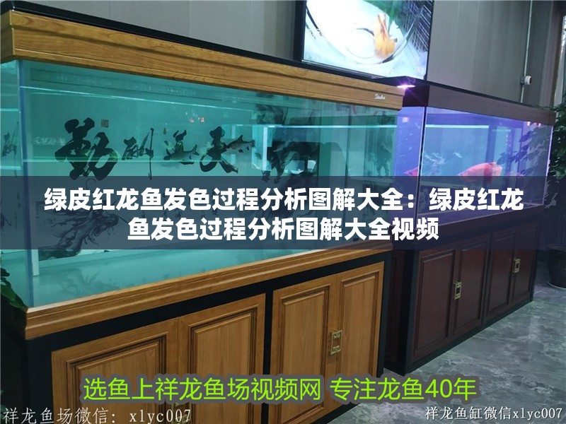 斑龍魚圖片大全欣賞（斑龍分布圖）