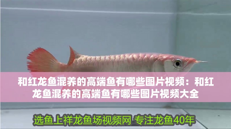 和紅龍魚混養的高端魚有哪些圖片視頻：和紅龍魚混養的高端魚有哪些圖片視頻大全