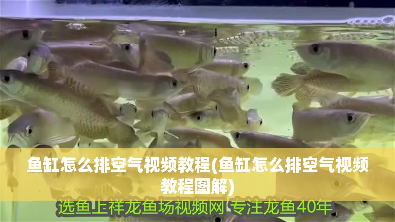 魚缸怎么排空氣視頻教程(魚缸怎么排空氣視頻教程圖解)