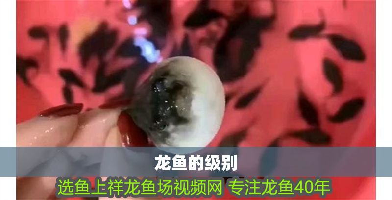 龍魚的級別