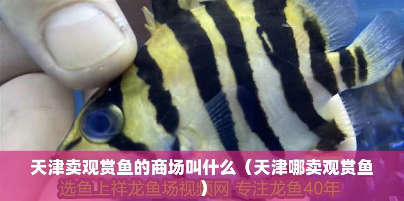 天津賣(mài)觀賞魚(yú)的商場(chǎng)叫什么（天津哪賣(mài)觀賞魚(yú)）