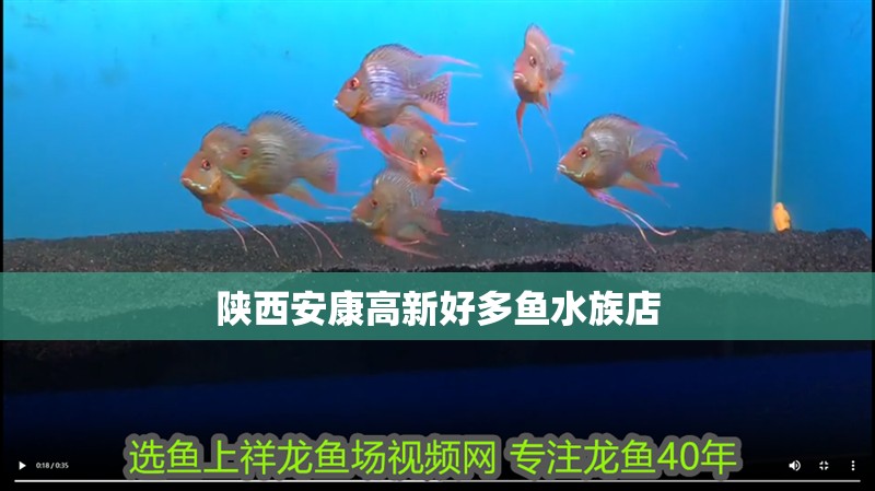 陜西安康高新好多魚水族店