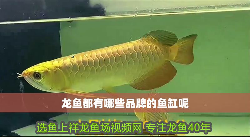 龍魚都有哪些品牌的魚缸呢