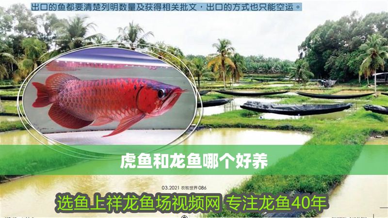 虎魚和龍魚哪個好養
