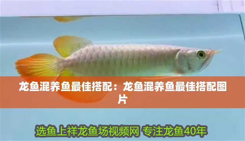 龍魚混養魚最佳搭配：龍魚混養魚最佳搭配圖片
