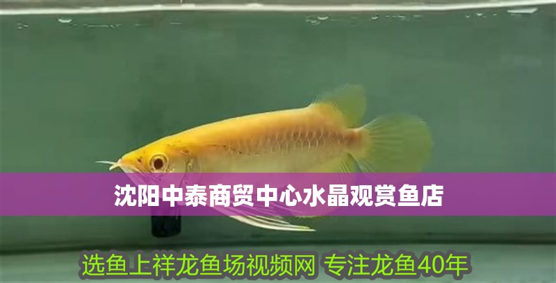 沈陽中泰商貿中心水晶觀賞魚店