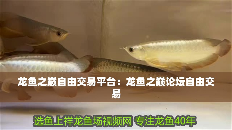龍魚之巔自由交易平臺：龍魚之巔論壇自由交易