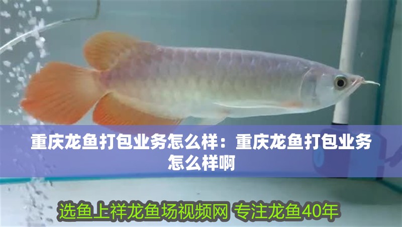 重慶龍魚打包業(yè)務(wù)怎么樣：重慶龍魚打包業(yè)務(wù)怎么樣啊