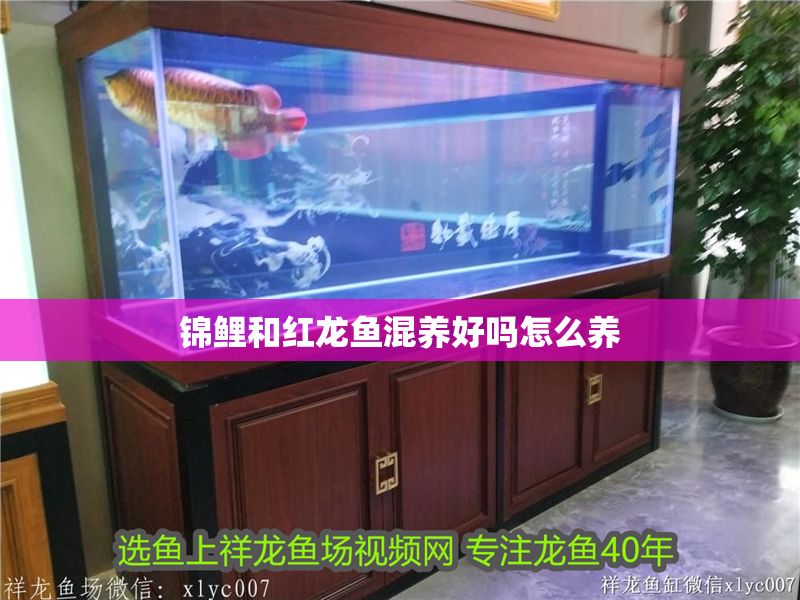 錦鯉和紅龍魚混養好嗎怎么養