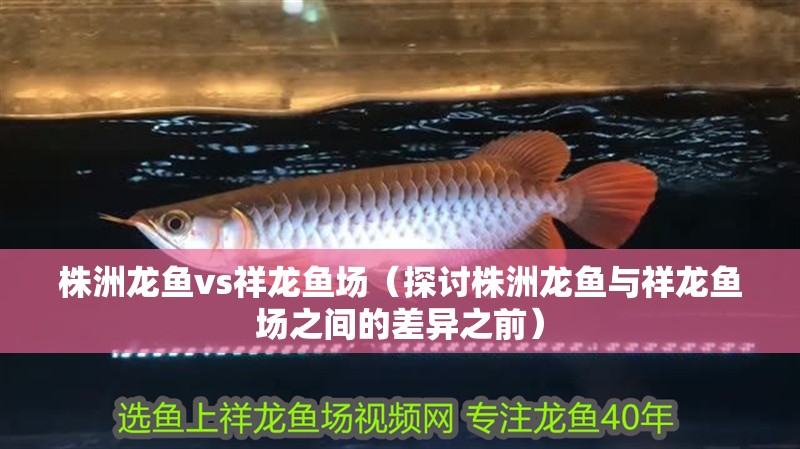 株洲龍魚vs祥龍魚場（探討株洲龍魚與祥龍魚場之間的差異之前）