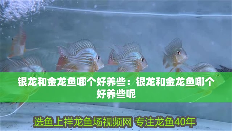 龍魚 銀龍和金龍魚哪個好養些:銀龍和金龍魚哪個好養些呢 水族問答 銀龍和金龍魚哪個好養些:銀龍和金龍魚哪個好養些呢 銀龍和金龍魚哪個好養些:銀龍和金龍魚哪個好養些呢 水族問答